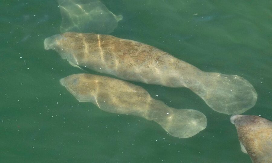 Bradenton: Anna Maria Island Guided Kayaking Manatee Tour - Who should book this experience