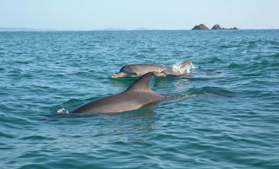 Byron Bay: The Byron Bay Sea Kayak Tour - The guides make the difference