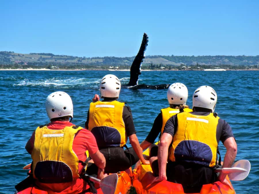 Byron Bay: The Byron Bay Sea Kayak Tour - Who will enjoy this Byron Bay kayak tour?