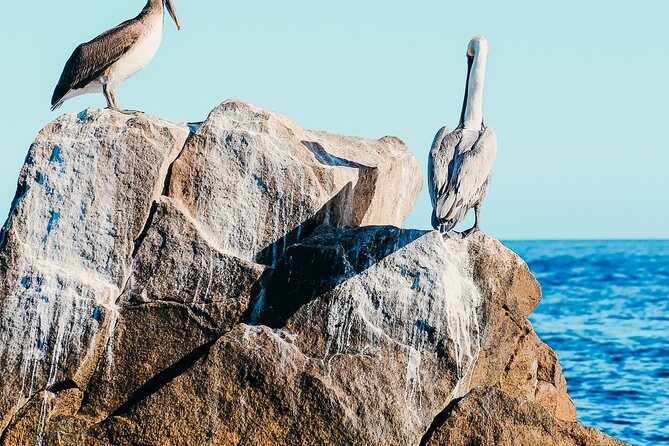 Cabo Private Catamaran: Chill Experience with Sup and Float Mat - Paddle boards, snorkeling, and the float mat