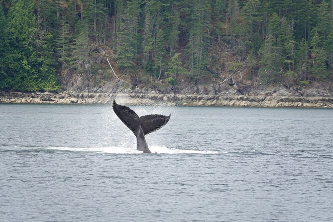 Campbell River: Kayaking and Whale Watching Tour - Key points at a glance