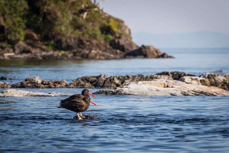 Campbell River: Kayaking and Whale Watching Tour - What makes the wildlife search worthwhile
