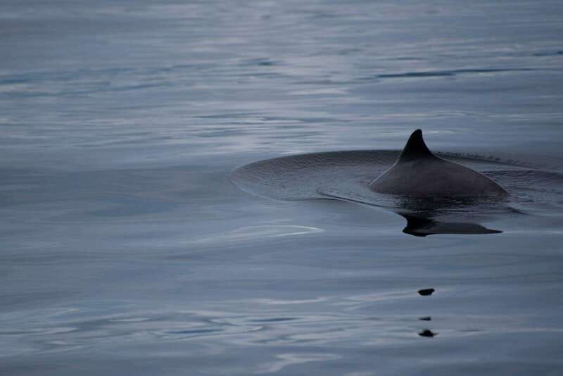 Campbell River: Kayaking and Whale Watching Tour - Lunch, hot drinks, and the right clothing