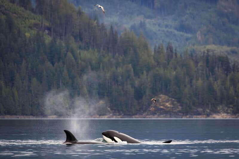 Campbell River: Kayaking and Whale Watching Tour - Booking details that can save your morning