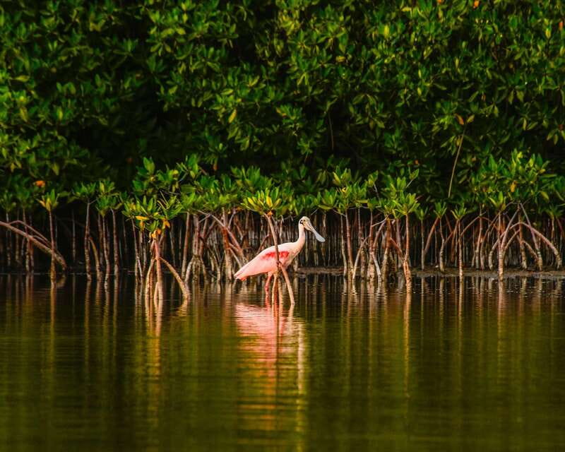 Cancún: Morning or Sunset Kayak Adventure in Nichupte Lagoon - What the guides add