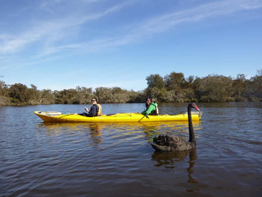 Canning River Half-Day Kayak Wildlife Tour - A quiet corner of Perth on the Canning River