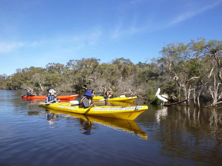 Canning River Half-Day Kayak Wildlife Tour - Paddling beneath the paperbarks