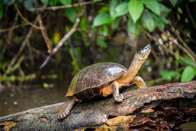 Canoe tour dentro del Parque - Meeting at Tortuguero Adventures