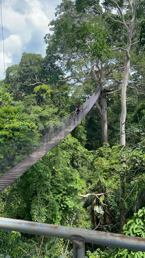 Canopy Tower, Zipline, Kayak, and Monkey Island … - Key points to know before booking