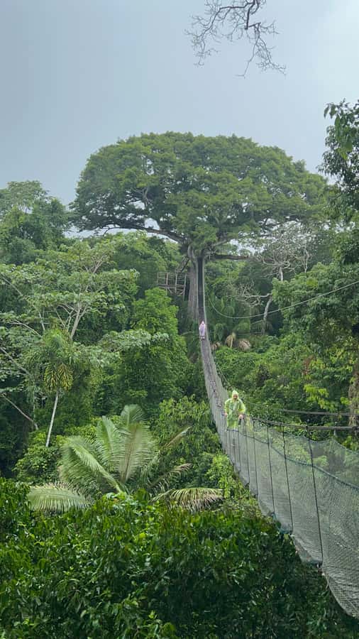 Canopy Tower, Zipline, Kayak, and Monkey Island … - From Puerto Maldonado to the forest canopy