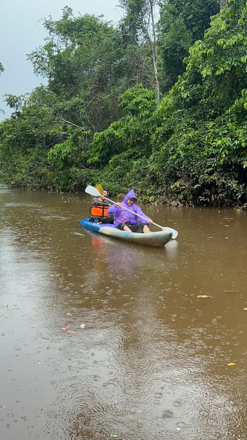 Canopy Tower, Zipline, Kayak, and Monkey Island … - Lunch, hammocks, and the long midday pause