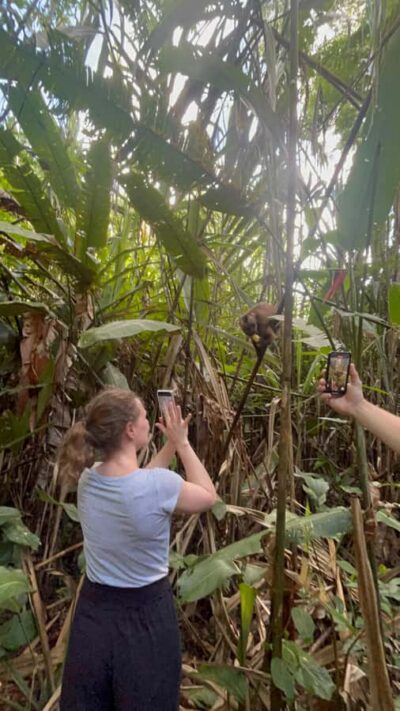 Canopy Tower, Zipline, Kayak, and Monkey Island …