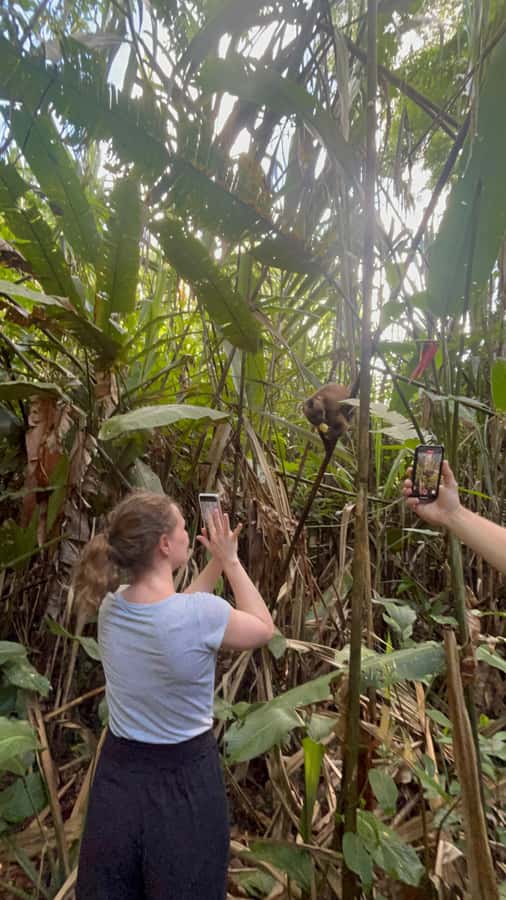 Canopy Tower, Zipline, Kayak, and Monkey Island … - Crossing the canopy bridge and taking the ziplines