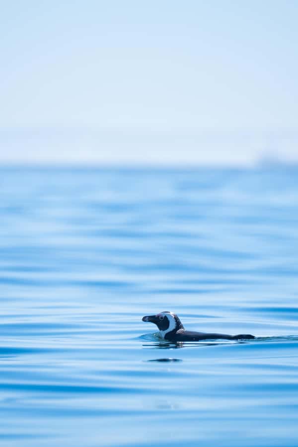 Cape Town: Dolphin & Ocean Wildlife Kayaking Adventure ⚓️ - Views of Table Mountain from the water