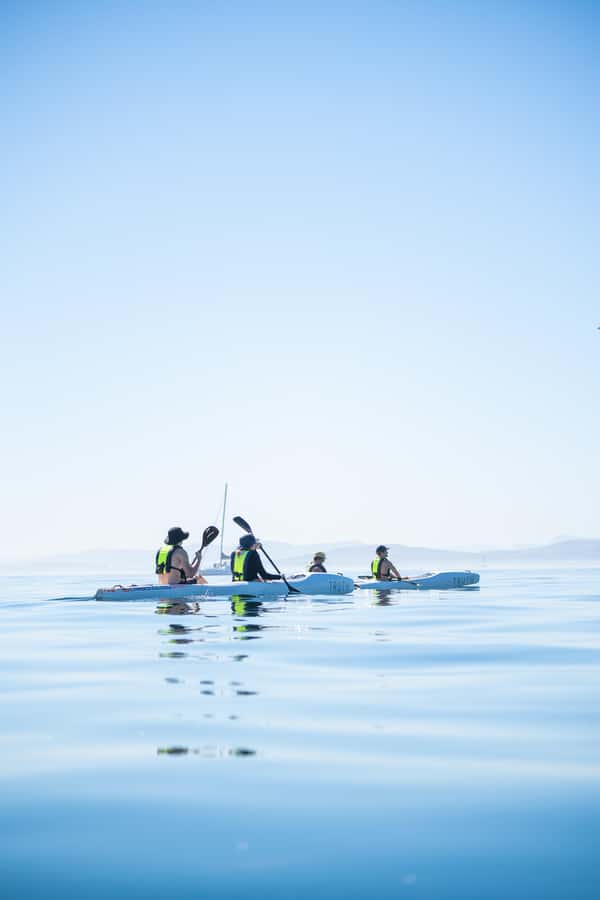 Cape Town: Dolphin & Ocean Wildlife Kayaking Adventure ⚓️ - Is Truth Kayaking worth $37?