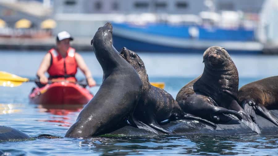 Cape Town: Guided Kayak Tour - Getting Set Up in a Two-Person Kayak