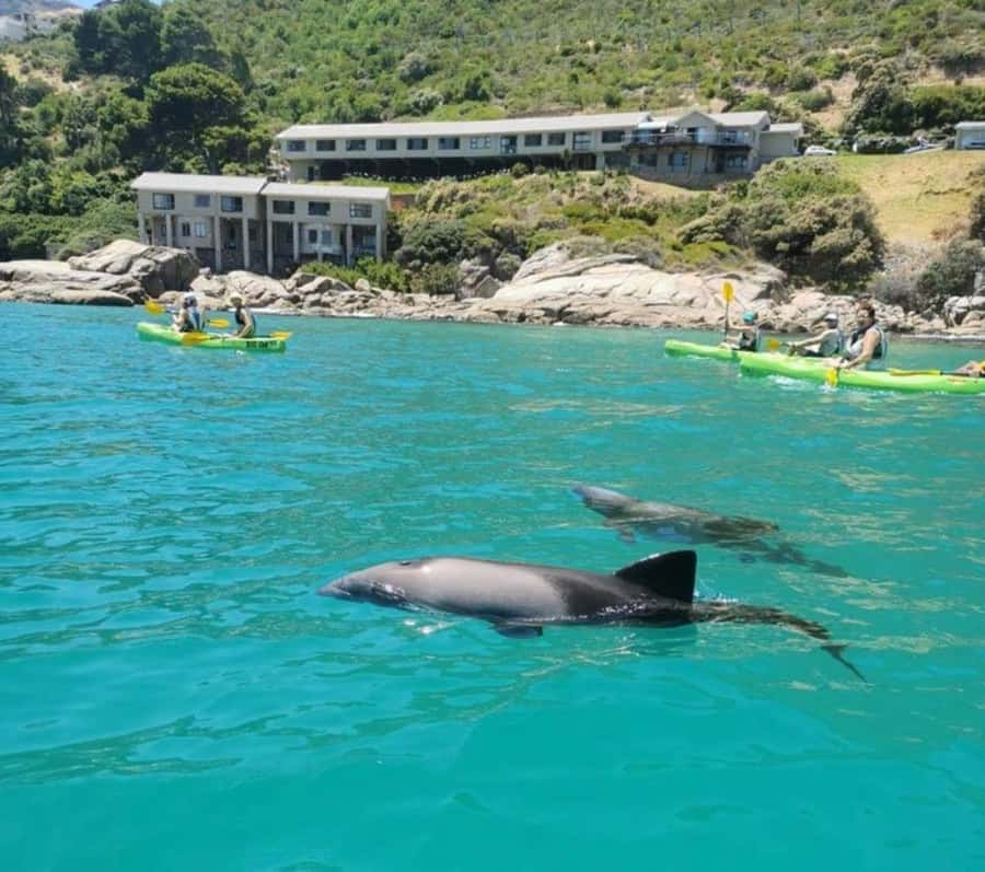 Cape Town: Guided Kayaking in Hout Bay - What the Hout Bay paddle is really like