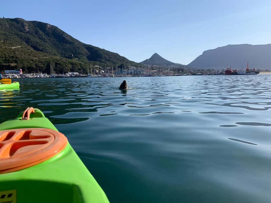 Cape Town: Guided Kayaking in Hout Bay - Weather, safety, and the physical effort