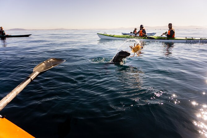 Cape Town Kayak Adventure in Table Mountain Marine Reserve - What to wear and what to leave behind