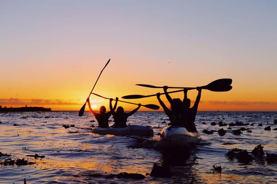 Cape Town: Marine Life Kayak Tour From the V&A Waterfront - Weather, clothing, and comfort