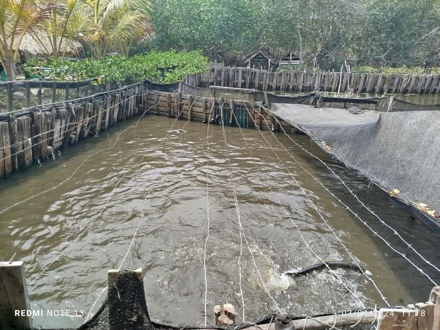 Cartagena: FISHERMEN'S ISLAND IN THE MANGROVES by canoe - Practical tips for a better morning or afternoon