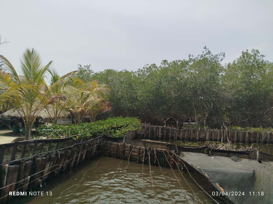 Cartagena: FISHERMEN'S ISLAND IN THE MANGROVES by canoe - Why the native guide matters