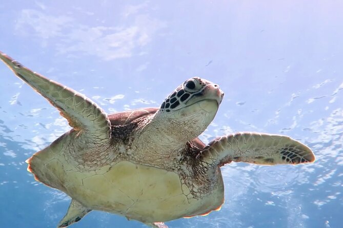 Cas Cay - Kayak Hike and Snorkel Adventure - What makes this Cas Cay trip worth your morning