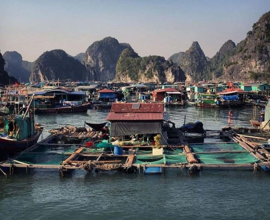 Cat Ba : Lan Ha Bay Bioluminescent Plankton Kayak Boat Tour - Who will enjoy this trip most