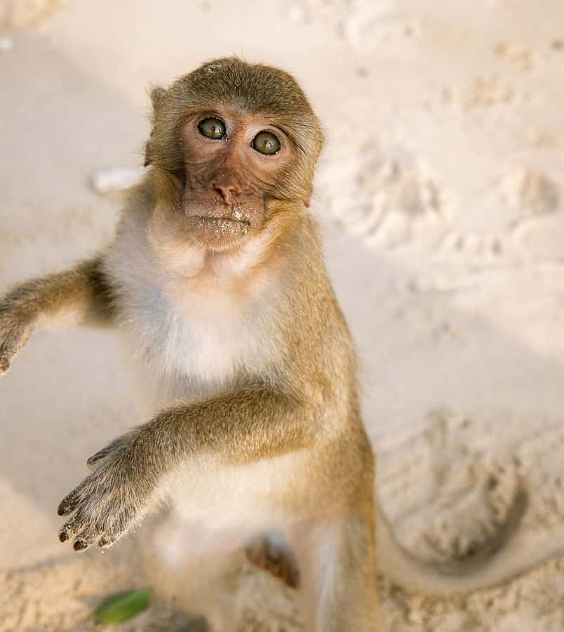 Cat Ba: Lan Ha & Ha Long Bay Kayak & Snorkel Boat Tour - A full day on Lan Ha Bay for $30