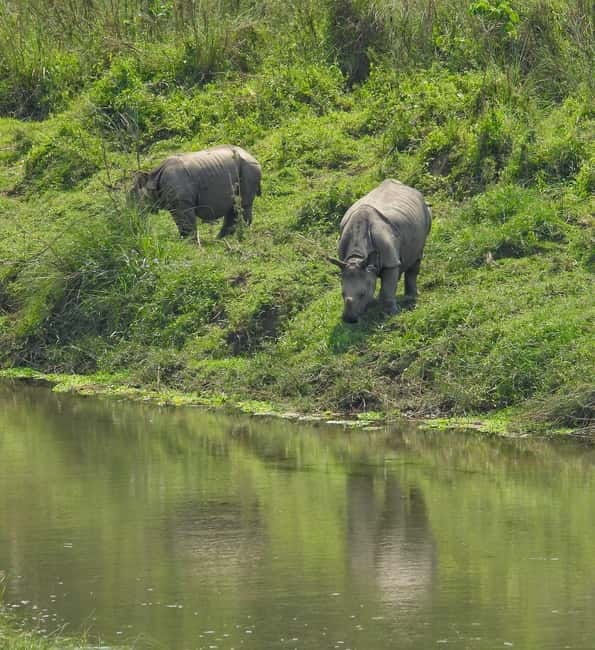 Chitwan: Full-Day Safari Canoeing and Jungle Walk and Jeep - Key points to know before booking