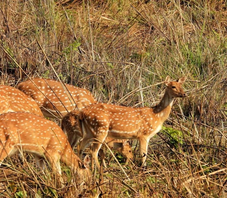 Chitwan: Full-Day Safari Canoeing and Jungle Walk and Jeep - A full day built around three different views of Chitwan