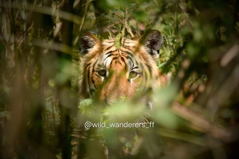 Chitwan: Full-Day Safari Canoeing and Jungle Walk and Jeep - A three-hour jungle walk where patience pays