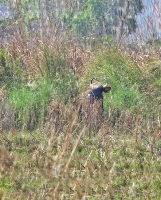 Chitwan: Full-Day Safari Canoeing and Jungle Walk and Jeep - What the guides add to the day