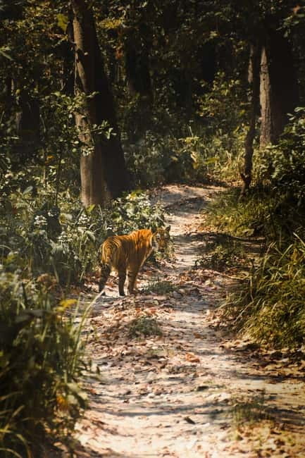 Chitwan: Full-Day Safari Canoeing and Jungle Walk and Jeep - Wildlife sightings: what you can reasonably hope for