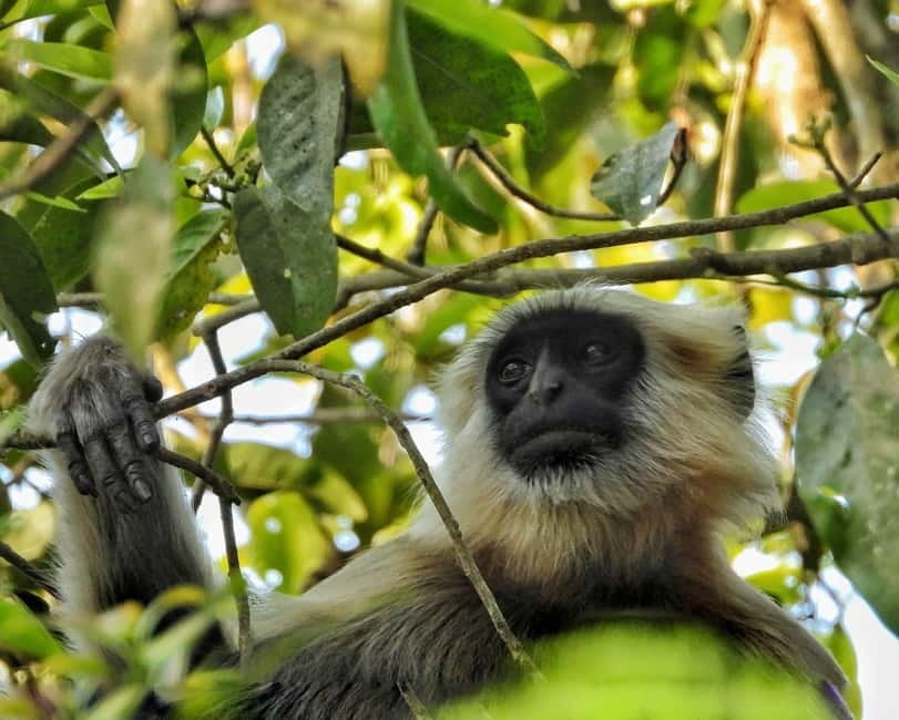 Chitwan: Full-Day Safari Canoeing and Jungle Walk and Jeep - Practical packing and comfort advice