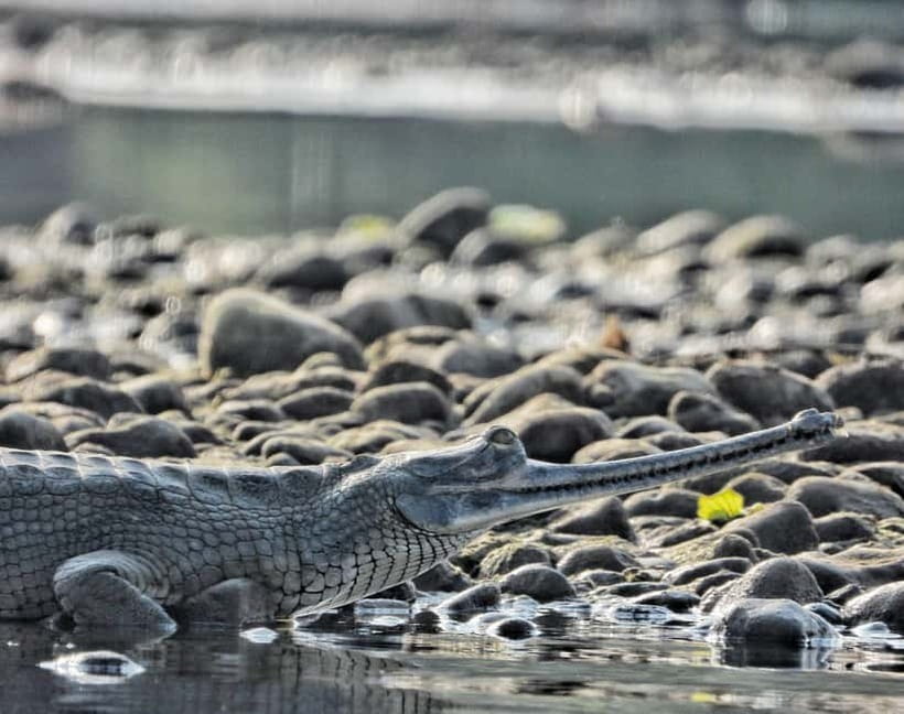 Chitwan: Full-Day Safari Canoeing and Jungle Walk and Jeep - Who should book this Chitwan safari?