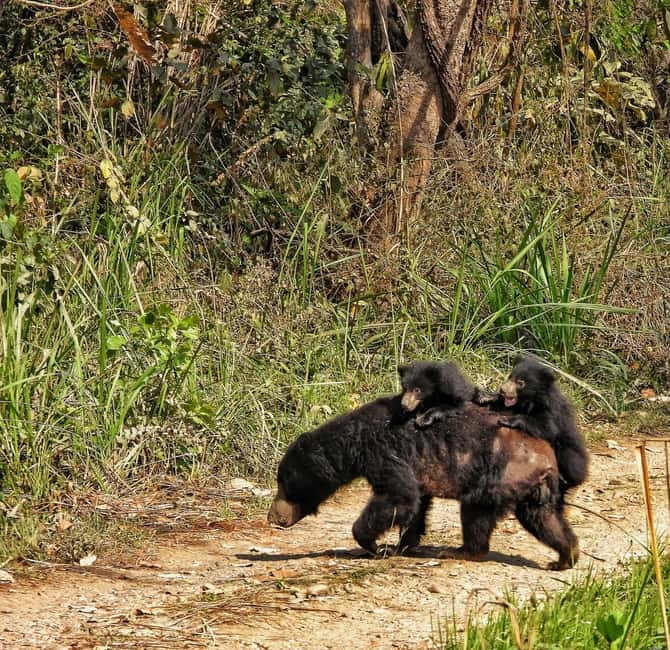 Chitwan: Full-Day Safari Canoeing and Jungle Walk and Jeep - The one-hour Rapti River canoe ride