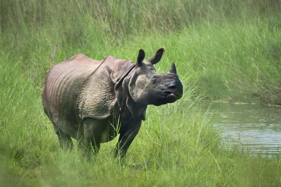 Chitwan: Jungle Safari Tour with Canoe Ride in Forest River - Who should book this Chitwan tour?