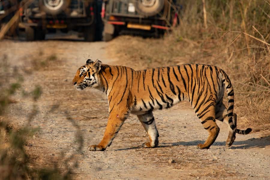 Chitwan: Jungle Safari Tour with Canoe Ride in Forest River - Why Chitwan works so well for a short wildlife trip