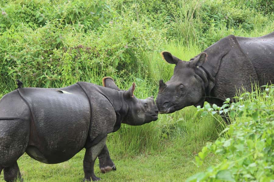 Chitwan: Jungle Safari Tour with Canoe Ride in Forest River - Day 3: Birdwatching before breakfast and departure