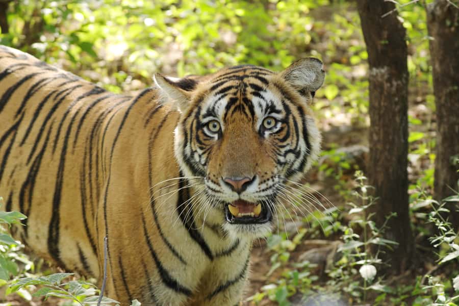 Chitwan: Jungle Safari Tour with Canoe Ride in Forest River - The lodge, food, and service