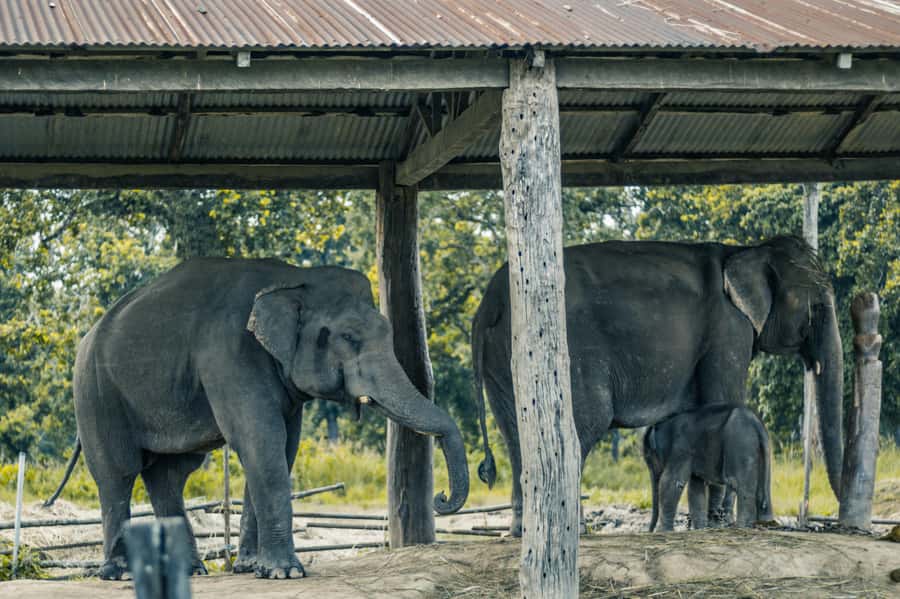 Chitwan: Jungle Safari Tour with Canoe Ride in Forest River - What the $201 price really covers