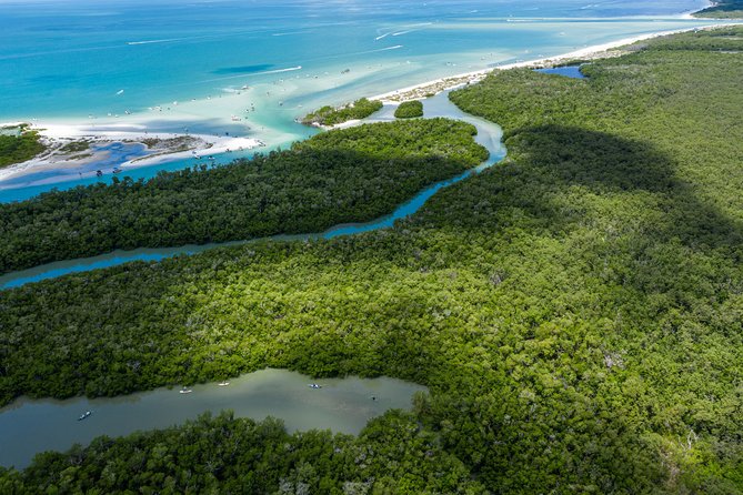 Clear Kayak Guided Eco Tour in North Naples - Why the mangroves make this more than a paddle
