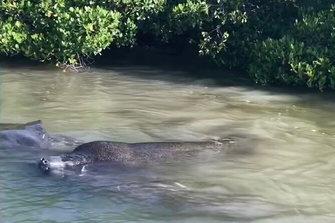 Clear Kayak Guided Eco Tour in North Naples - Is $84 a fair price?