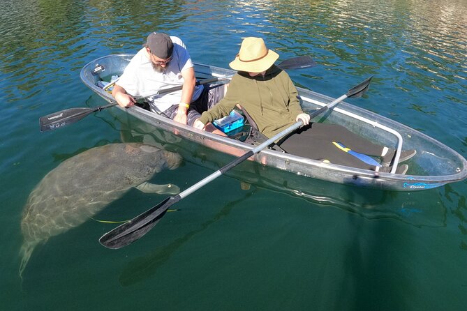 Clear Kayak Manatee Ecotour of Crystal River - The guides are the difference between a sighting and a miss