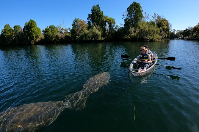 Clear Kayak Manatee Ecotour of Crystal River - Water clarity and crowding can change the day