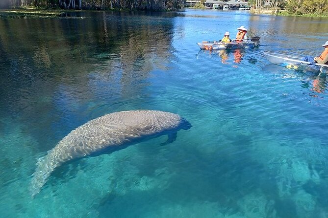 Clear Kayak or Paddleboard Manatee Adventure - Key points to know before you paddle