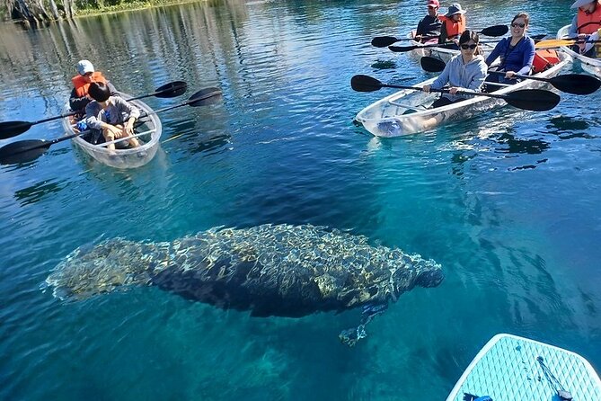 Clear Kayak or Paddleboard Manatee Adventure - Guides Stevie, Roger, Ben, and Rodger