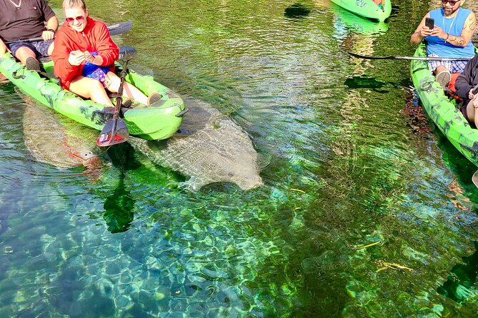 Clear Kayak or Paddleboard Manatee Adventure - What wildlife can you really expect?