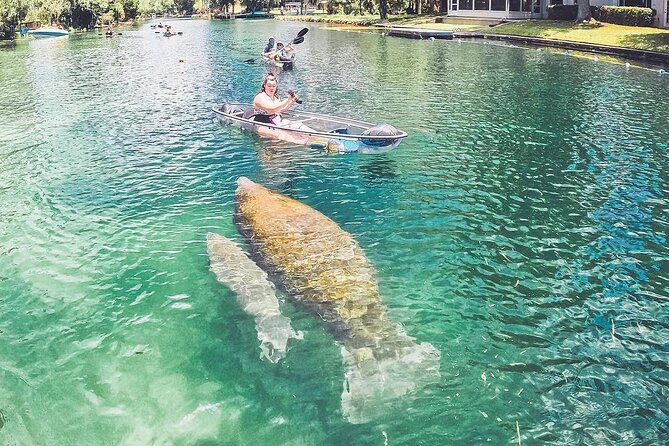 Clear Kayak Three Sisters Springs & Manatee Tour Of Crystal River - Timing, crowds, and weather matter
